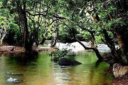 Anizham Jungle Star Thirunelly Bagian luar foto